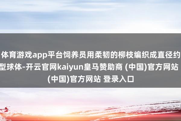 体育游戏app平台饲养员用柔韧的柳枝编织成直径约1米的大型球体-开云官网kaiyun皇马赞助商 (中国)官方网站 登录入口